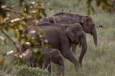 Elephant herd in the forests of Wayanad, Kerala. Photo: iStock