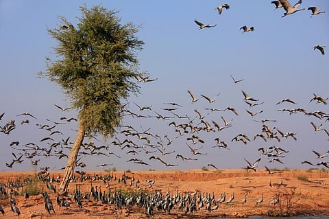 Demoselle Cranes near Khichan, close to Jodhpur, Rajasthan. Photo: iStock