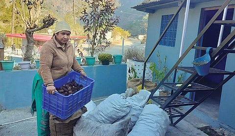 पहाड़ी अनाज के जरिए उत्तराखंड के उत्तरकाशी जिले की पवित्रा राणा  साल भर में पौने दो लाख रुपए तक कमा लेती हैं (फोटो: वर्षा सिंह)