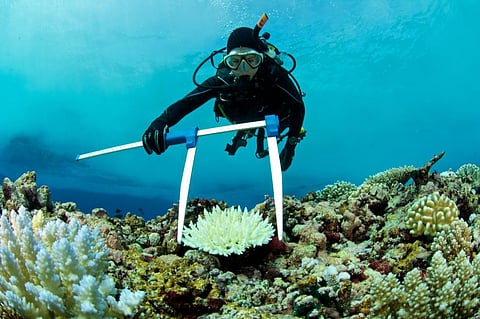 Photo: iStock