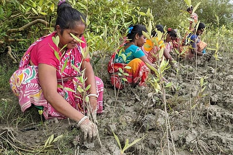 Women in Bengal planting mangrove saplings. Photo provided by CRY