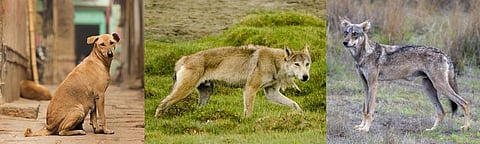 (From left) A stray dog, a Tibetan wolf in Ladakh and an Indian wolf. Photos: Wikimedia Commons and iStock. Collage: Chaitanya Chandan / CSE
