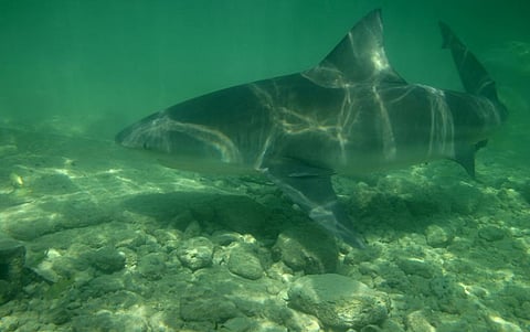 A bull shark. Photo: iStock