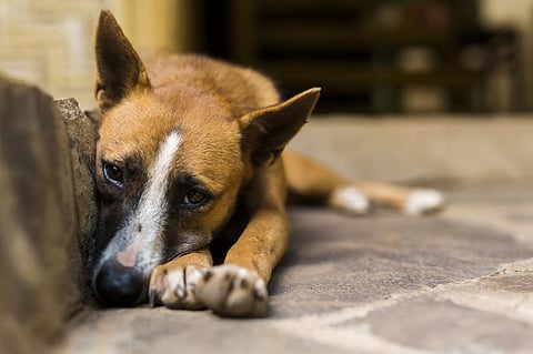 Photo for representation: iStock