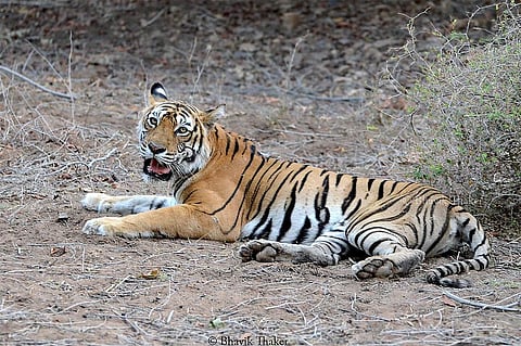 The famed tigress T16, also known as Machli, from Ranthambore Tiger Reserve. Photo: Bhavik Thaker / Wikimedia Commons