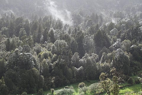 विश्व स्तर पर पेड़ों के माध्यम से भूजल को रिचार्ज करना, पानी संग्रह करने के लिए महत्वपूर्ण है, फोटो साभार:  विकिमीडिया कॉमन्स, टोनी हिसगेट