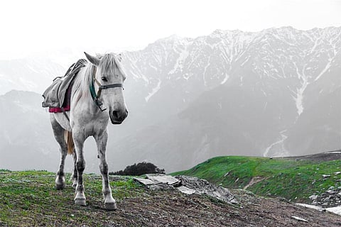 पहाड़ी क्षेत्रों में पर्यटन के लिए घोड़ों का प्रयोग किया जाता है; प्रतीकात्मक तस्वीर: आईस्टॉक 