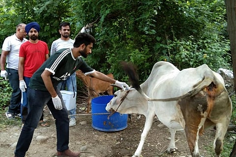 लम्पी त्वचा रोग पहली बार 1931 में जाम्बिया में पाया गया था, फोटो साभार : रोहित पराशर 