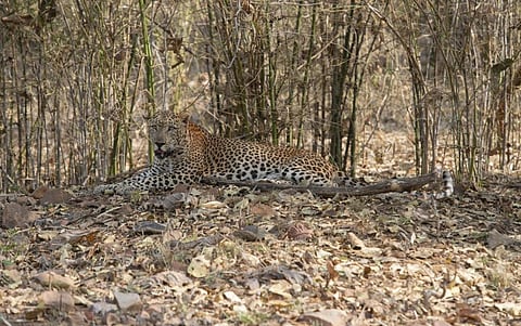 A leopard photographed in a bamboo grove in Maharashtra’s Tadoba-Andhari Tiger Reserve. iStock photo for representation 
