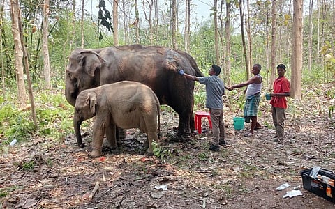 Pratima and her calf. Photo courtesy: Kuntala Sinha, Unakoti