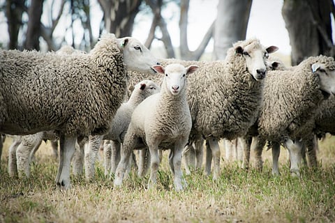 Photo: iStock