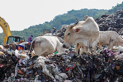 प्लास्टिक कचरे के पहाड़ पर खाना ढूंढती गाएं; फोटो: आईस्टॉक