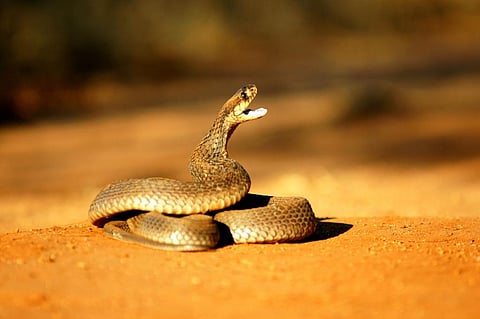 Photo: iStock