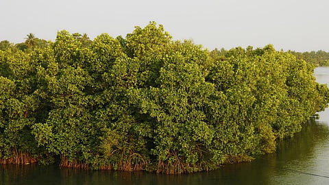 The mangrove ecosystems of south India were identified as critically endangered. Photo: iStock