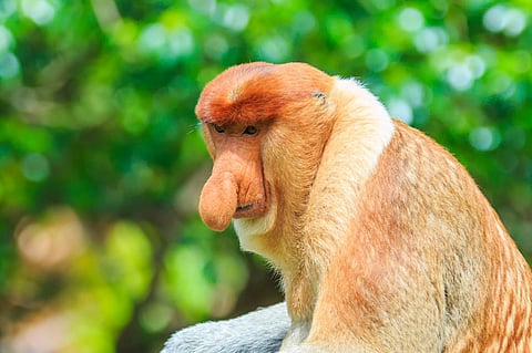 Photo: iStock 	