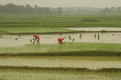 मॉनसून 2022: जून में कृषि क्षेत्र में कम हुए करीब 80 लाख मजदूर