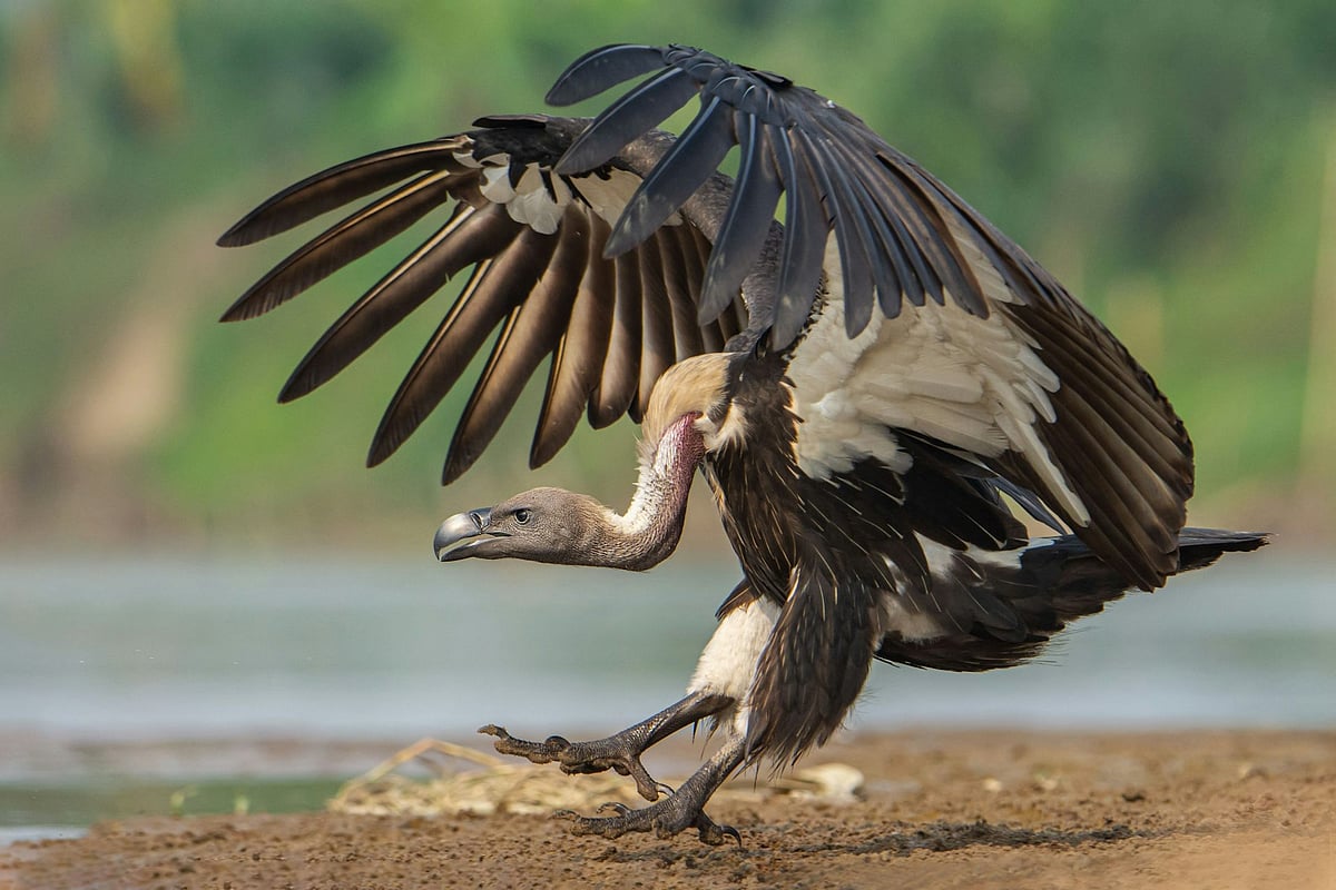 In defence of vultures, nature's early-warning systems that are