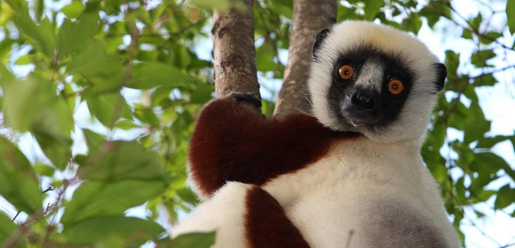 Primates are facing an impending extinction crisis - but we know very ...