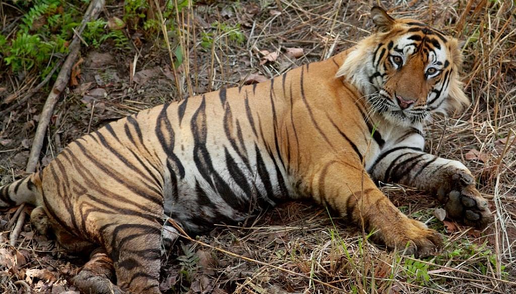 Why do tigers have stripes?