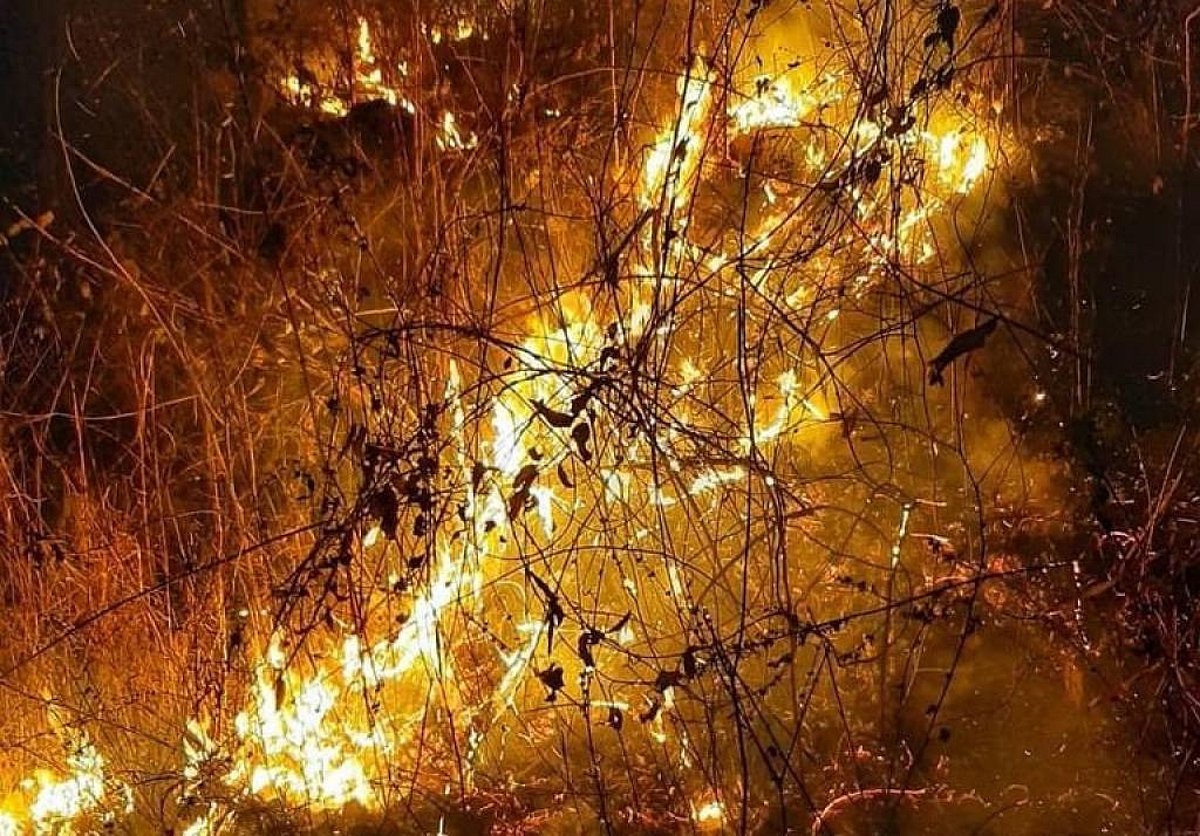 Homopal Fire Similipal forest fire: It is time to act