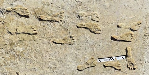 Ancient Humans Linked to Extinction of Over 150 Megafauna Species ...