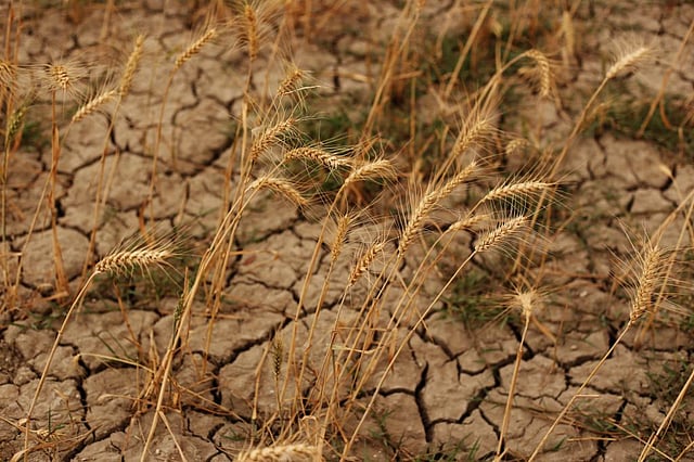 Print Risk Ladder Extreme weather events most severe global risks over next 10 years: WEF