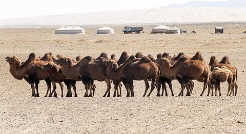  Bactrian camels in the Gobi Desert in Mongolia. 