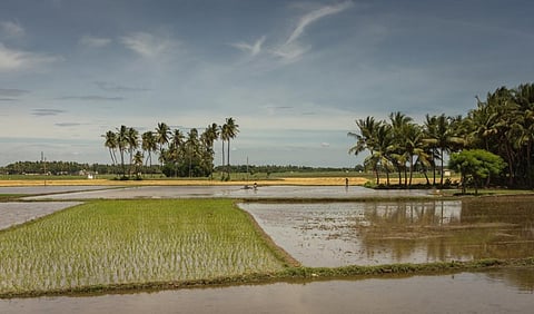 Rice paddies in Thanjavur, Tamil Nadu. 