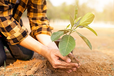 How long is carbon is stored in plants? Not as long as we think, says study challenging efficacy of tree planting in climate fight
