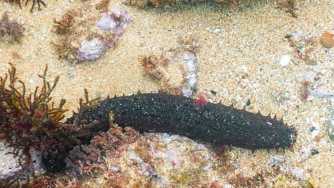 Overharvesting of sea cucumbers over the past few hundred years, but especially in recent decades, may have contributed to the dire state of today’s coral reefs. Photo: 
