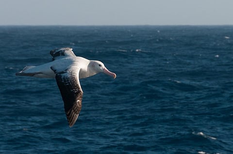 Close-up of a wandering albatross, between the Falkland Islands and the Shag Rocks, South Atlantic Ocean. 