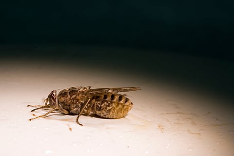 Sleeping sickness spread via infected tsetse flies.