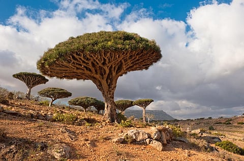  Dragon trees at Dixam plateau, Socotra Island, Yemen. 

