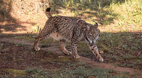 An Iberian Lynx. 