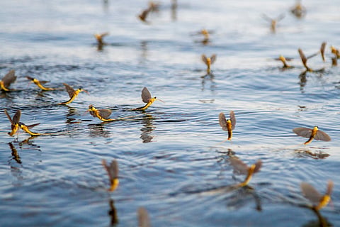 How DNA analysis of our rivers and lakes can reveal new secrets about their biodiversity