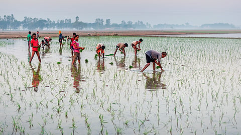 Green Revolution policy initiatives secured India’s food security over the last five decades but caused major ecological disasters, depleting groundwater in grey zones in Punjab and Haryana. 