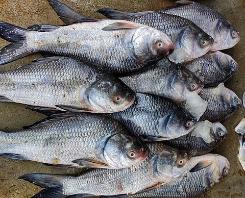  Freshly harvested catla arranged in a row in a fish market for sale. 
