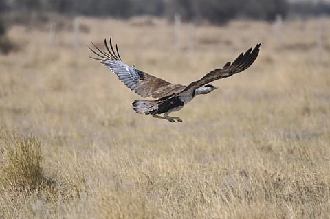 A Great Indian Bustard at Desert National Park, Rajasthan. 