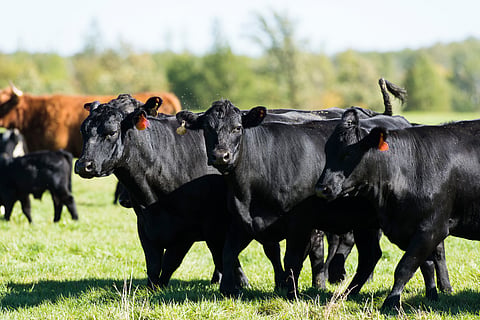 Avian flu H5N1 spreads to 40 cattle in Minnesota, US; three workers infected
