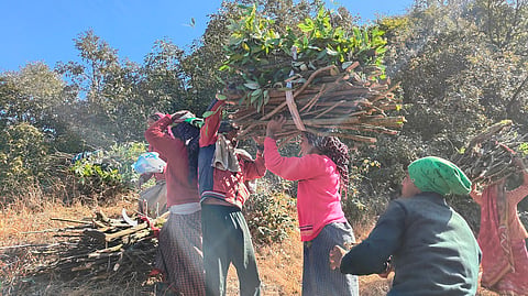 Men and women collecting forest wood in Nainital district, Uttarakhand.