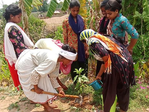 Tree plantation done in Nabarangpur, Odisha. 

