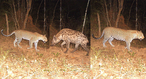 Images from camera traps: From the left: female leopard, hyena, male leopard 