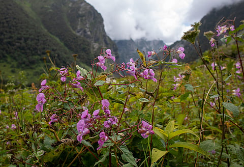 Uttarakhand's famed Valley of Flowers National Park is losing its floral density and diversity. Chamoli, Uttarakhand, August 2022.