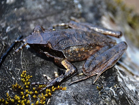 Xenophrys apatani