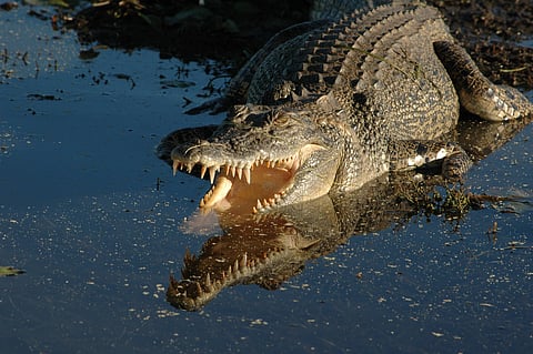 Prior to the latest incident, the last fatal attack in the NT occurred in 2018 when an Indigenous ranger was killed while fishing with her family. Photo: iStock