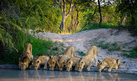A pride of lions drinks at a waterhole