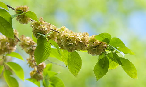 Fruits of the elm tree