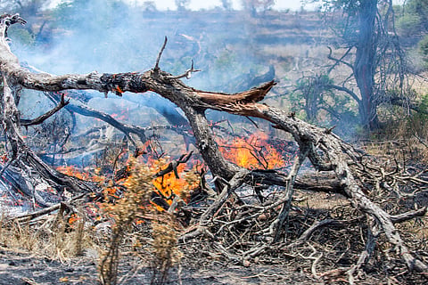 In South Africa, wildfires are known as veld (open, natural grassland) fires.