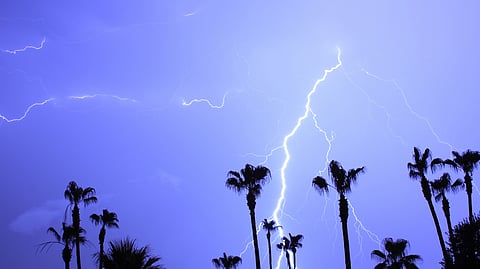 Odisha resorts to palm tree planting to combat lightning deaths this year