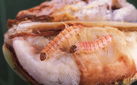 The findings showed that mean duration of egg, larval and pupal development was significantly longer at 20 degrees Celsius compared to 40 degrees Celsius. Photo: Wikimedia Commons 4.0 CC